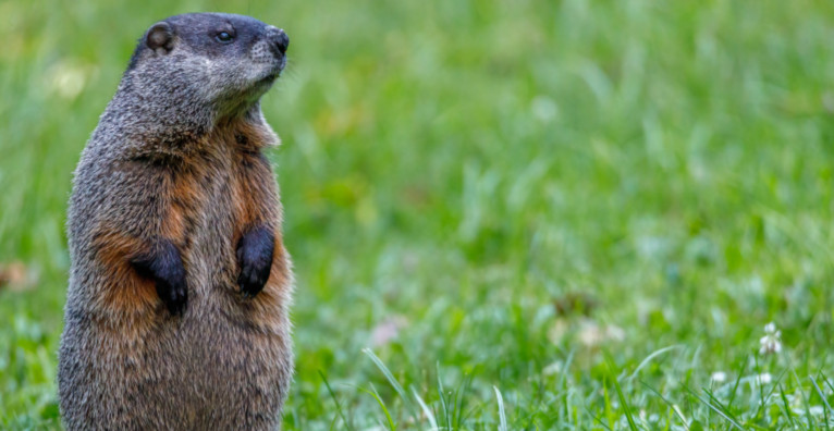 Lakehead University research study finds groundhog predictions 
